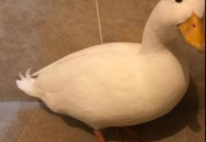 娱乐吃瓜鸭鸭鸭视频